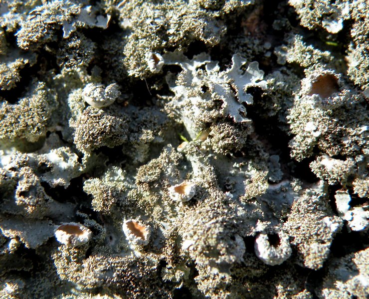 Lichene dal Cansiglio 1